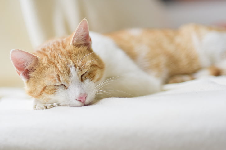 con mèo, giấc ngủ, thư giãn, cảm thấy ở nhà, mèo trong nước, vật nuôi, động vật