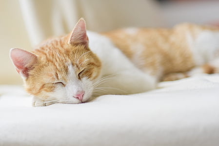 kat, slaap, ontspannen, zich thuis voelen, binnenlandse kat, huisdieren, dier