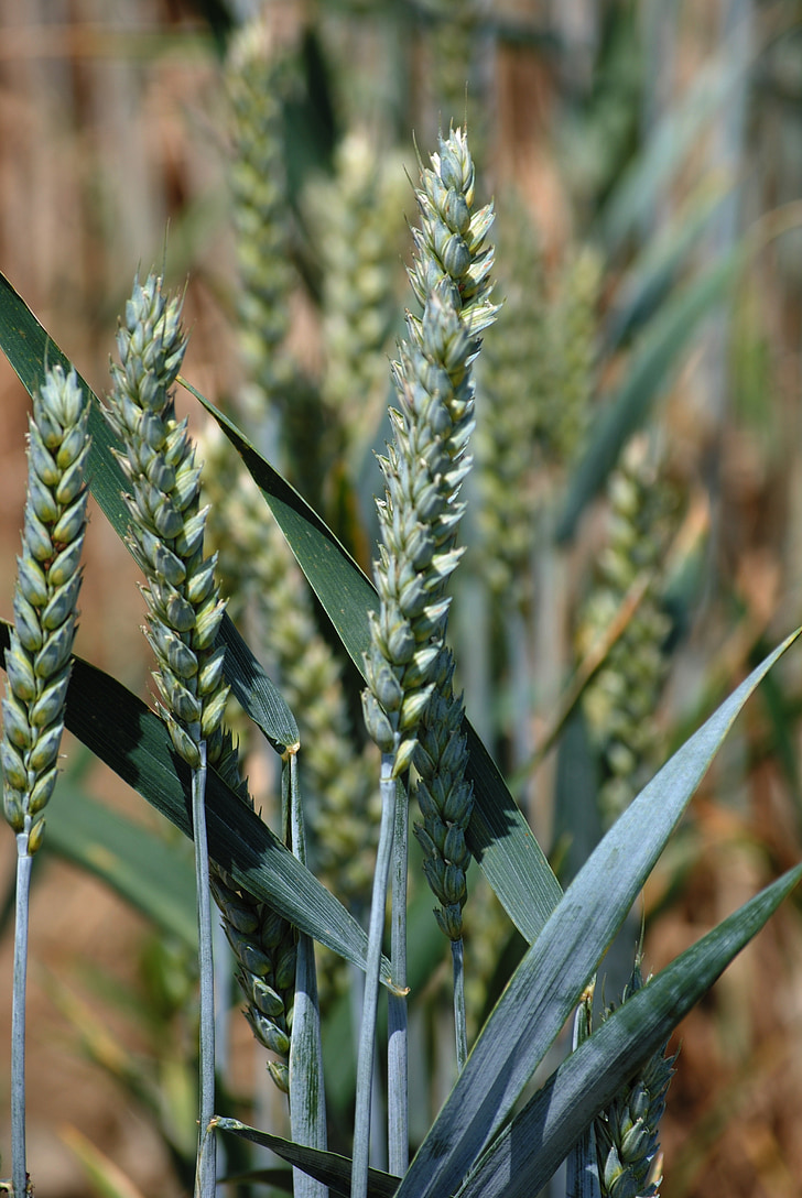 wheat, cereals, halm, spike, wheat field, cornfield