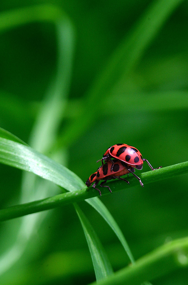 Ladybug, kopling, makro