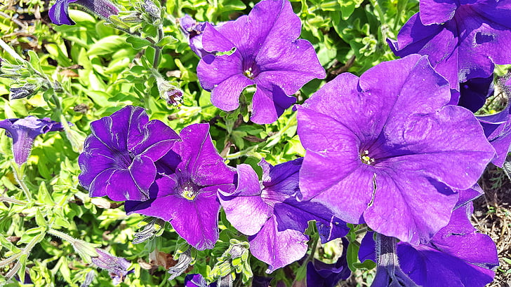 petunijos, petunijos gėlė, violetinė žydi pelargonijos, koduojantis Petunia hybrida, žydi pelargonijos vaizdai, vaizdas iš petunijos, žydi pelargonijos vaizdai