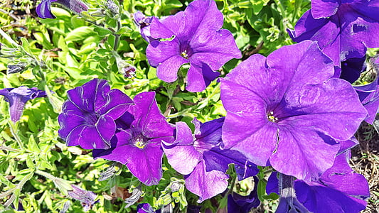 Петуния, Петуния цветок, фиолетовый петунии, Петуния hybrida, образы петунии, изображение петунии, петунии изображения