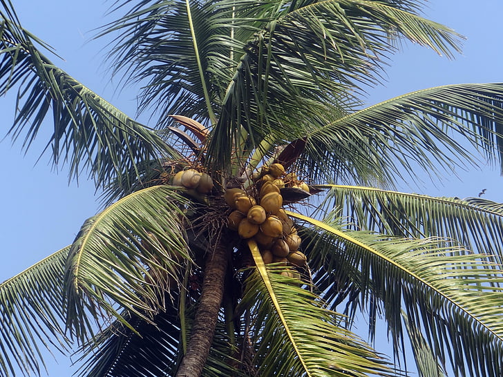 Palmipuu, palmilehti, kookospähkli, Palm, Cocos nucifera, puu, India