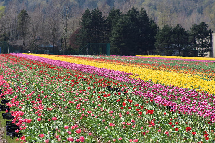 tulip, farm, field, color, agriculture, canada, spring