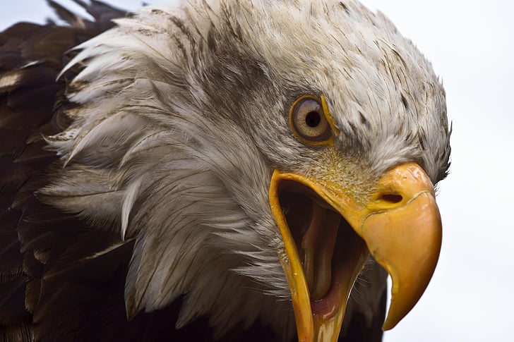 Adler, capul alb, pasăre de pradă, pasăre, Bald eagle, păsări răpitoare, vulturul alb cu coada