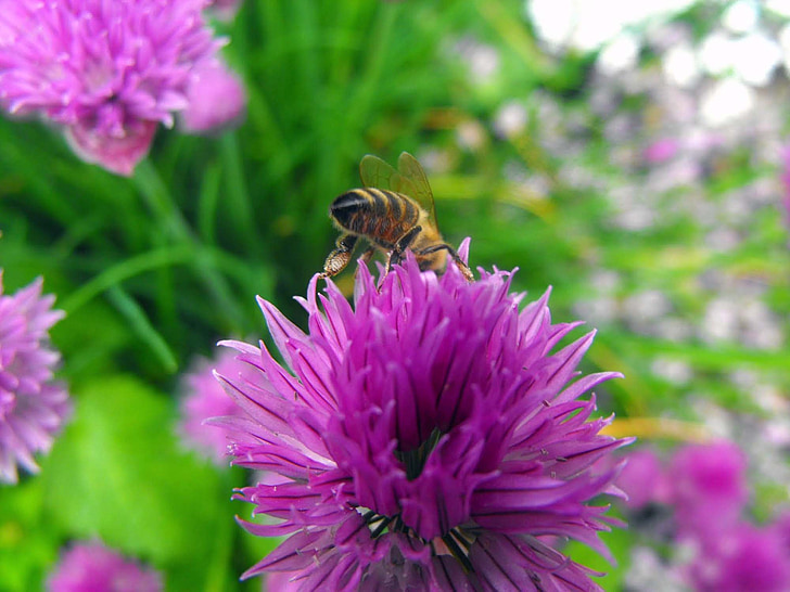 Card, planta, flor, abella, pol·linització, detall