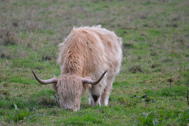 highlands, cow, beef, meadow, calf, cute, highland beef