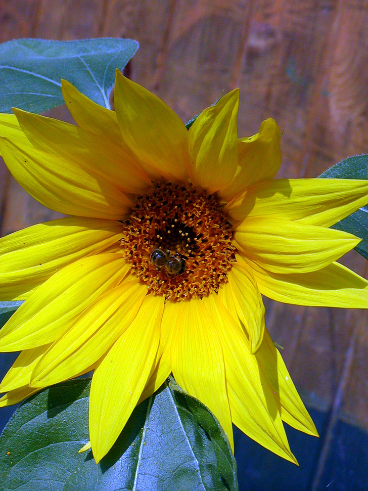 solsikke, sommer, blomst, gul, Bee, haven