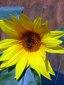 gira-sol, l'estiu, flor, groc, abella, jardí