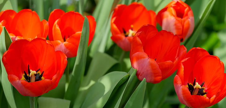 tulipány, červená, jaro, květiny, světlo, Jarní květina, zahrada