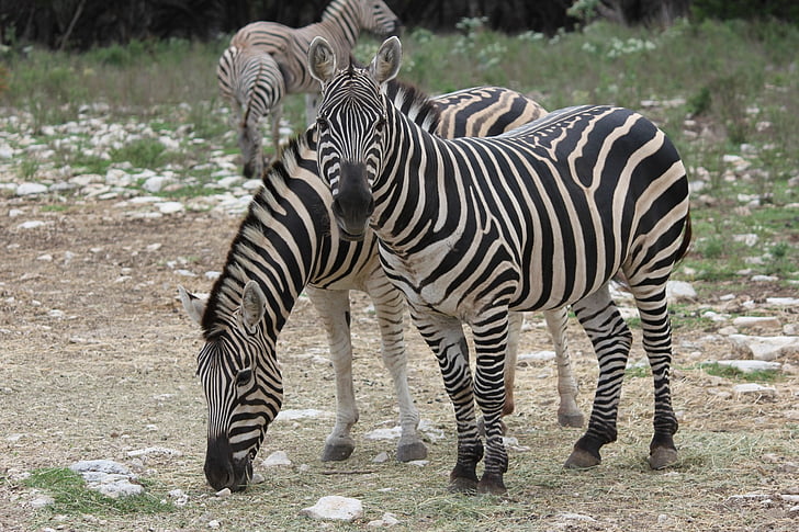 Zebra, animal, sauvage, Stripes, manger, mammifère, faune