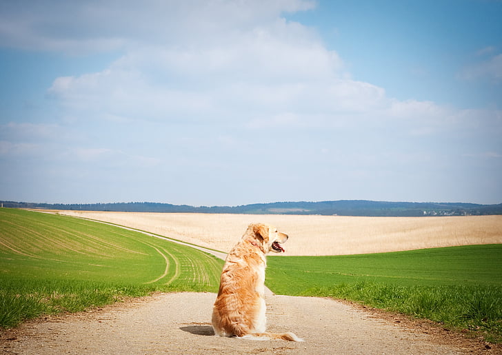 suns, zeltainais retrīvers, PET, hundeportrait, ainava, ārā, sēdēt