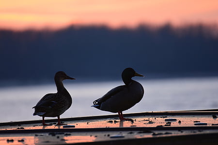 ducks, afterglow, sunset, evening sky, abendstimmung, mood, sky