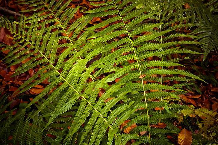 fern, plant, green, nature, leaves, forest, fern plant