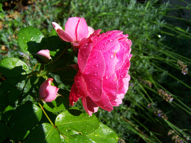 rose esőcseppes, pink, garden