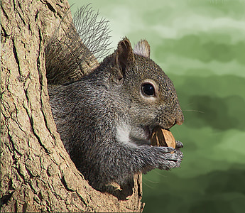 squirrel, tree, nature, rodent, animal world, log, squirrel in the tree