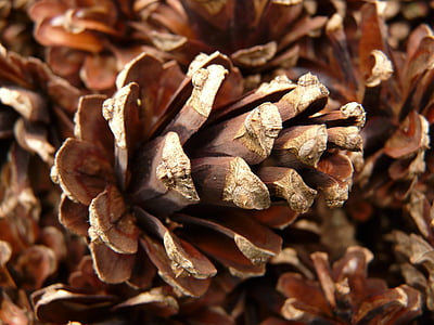 pine cones, pine, wood, tree, macro, close, cone scales