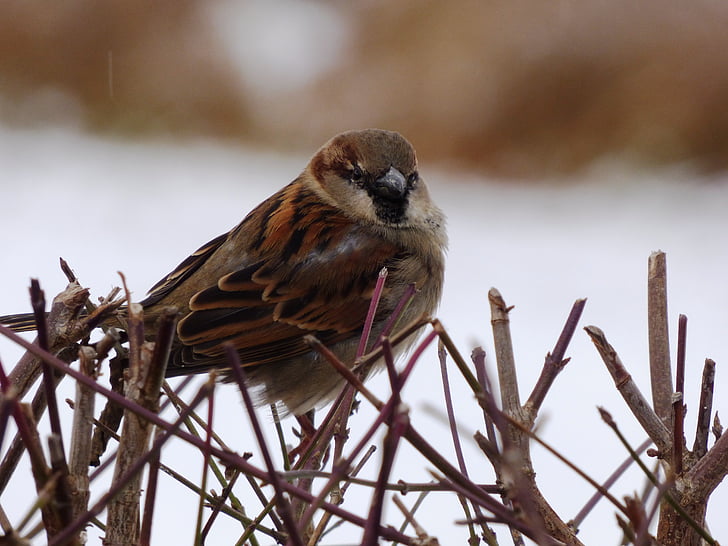 sparrow, chim sẻ, con chim, hoang dã, Thiên nhiên, động vật, trắng