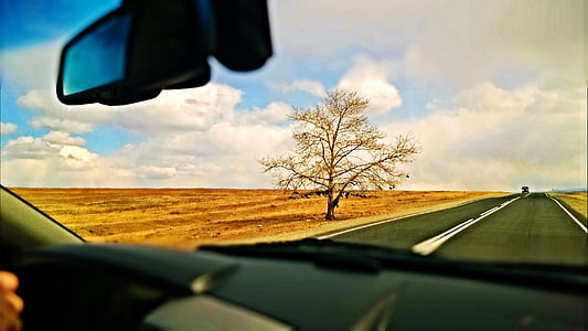 arbre, route, steppe, nature, voiture, autoroute, au volant