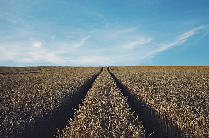 wheat, field, crop, cereal, agriculture, farm, harvest