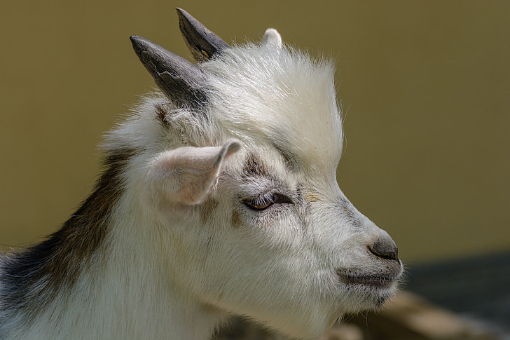 goat's head, horns, white, domestic goat, animal world, head