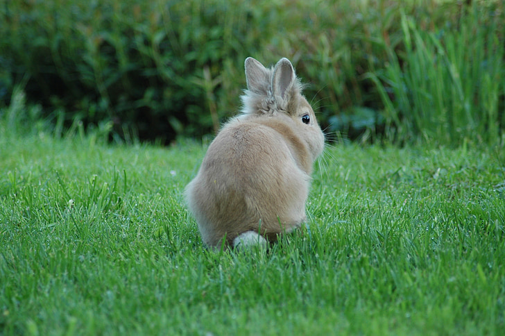prairie, rabbit, grass, animals