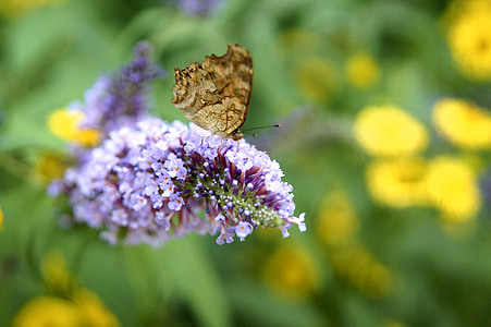 flowers, butterfly, nature, forest, insects