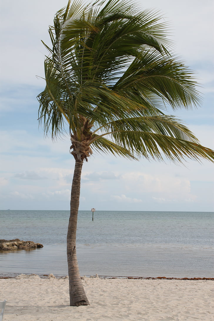 palmetræ, Key west, Palm, nøgle, Florida, Beach, West