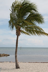 Дерево пальми, Кі-Уест, Palm, ключ, Флорида, пляж, Захід