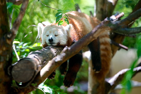 红色, 熊猫, 睡觉, bracng, 动物, 动物, 树的年轮