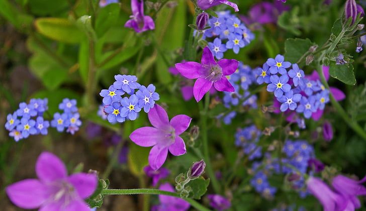 Violet, Bellflower, violetti, sininen, kukka, Blossom, Bloom
