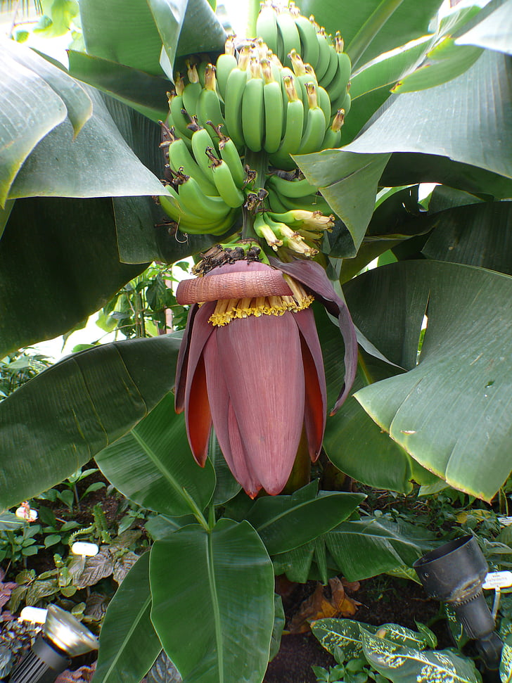 banaani puu, banaanit, pensas, banaani pensas, hedelmät, lehti, kukintoja
