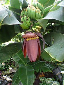 banana tree, bananas, shrub, banana shrub, fruit, leaf, inflorescences