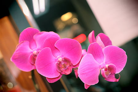 Orquídea, las Islas Malvinas de la mariposa, flor, púrpura, flores, flor blanca, plantas en maceta