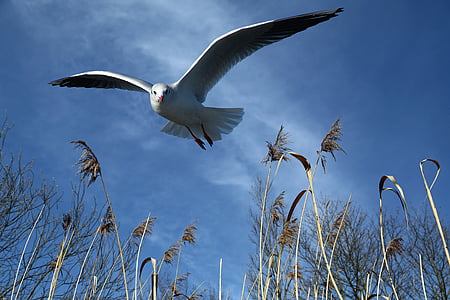 seagull, fly, bird, wing, dom, locomotion, feather