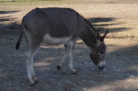 donkey, animal, fur, animal world, grey