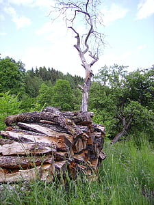 holzstapel, arbre, fusta, natura, bosc, a l'exterior, tronc d'arbre