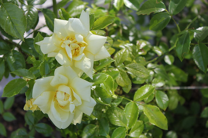 rose, flower, yellow, nature, leaf, petal, plant