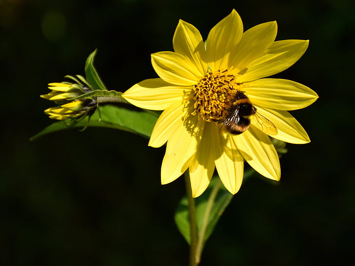 bee, blossom, bloom, close, nature, yellow, yellow flower