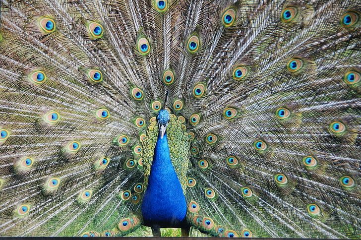 peacock, bird, fantail