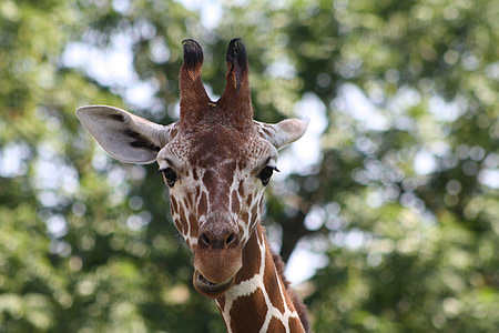 girafa, jardim zoológico, cabeça, animal, vida selvagem, natureza, África