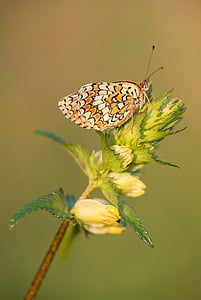 borboletas de Centaurea, Melitaea phoebe, borboleta, natureza, Verão, inseto, borboletas