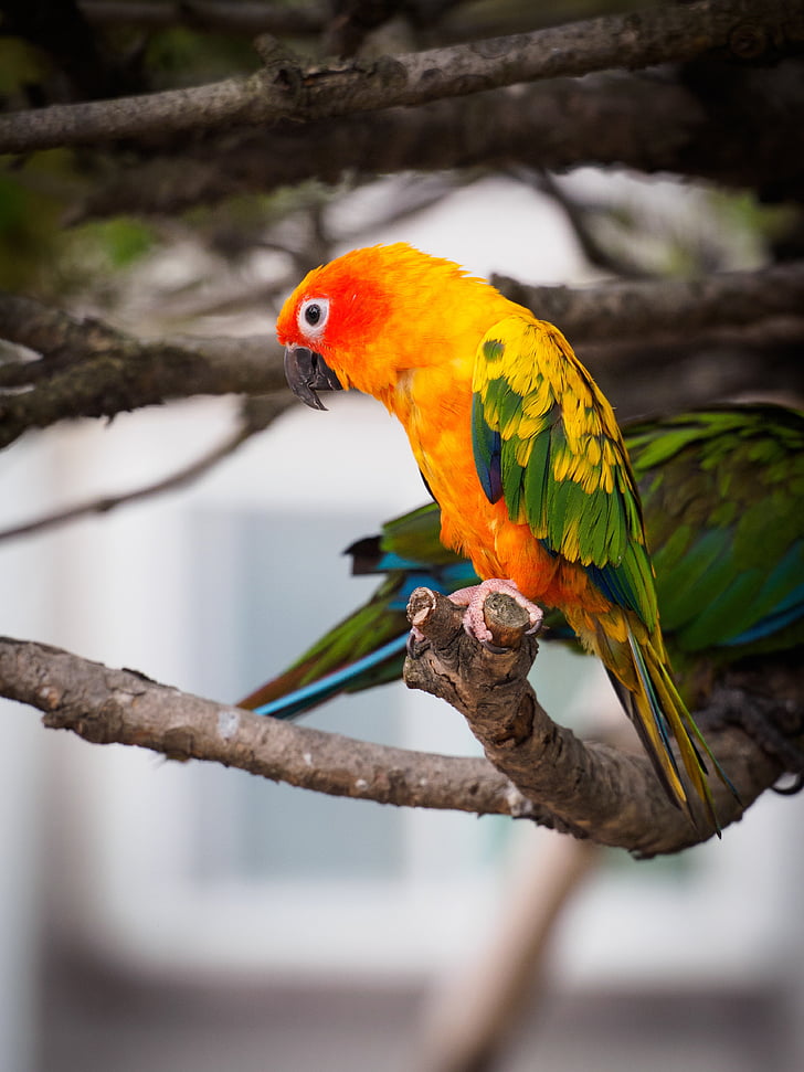 parrot, birds, greenness, new