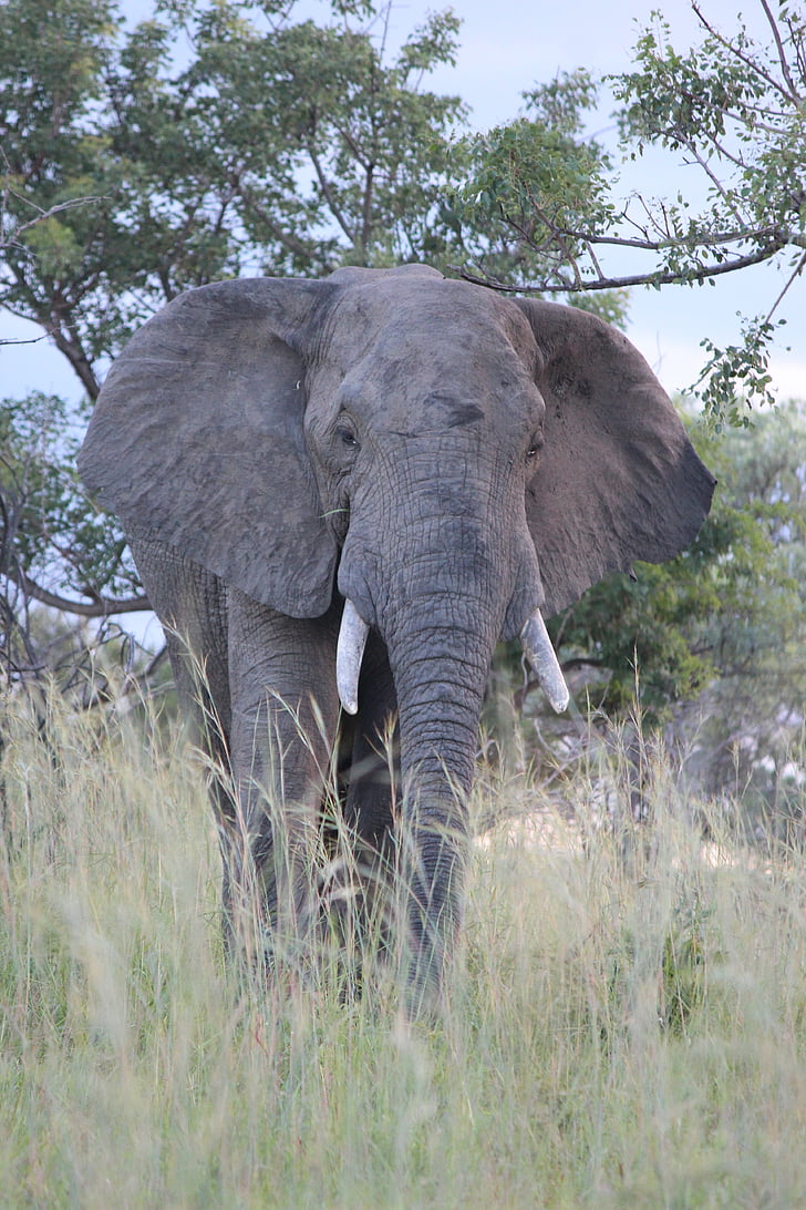 Gajah, Gading, Afrika, hewan, liar, Mamalia, Safari