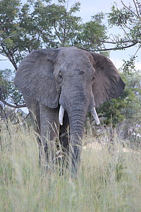 elefante, zanne, Africa, animale, selvaggio, mammifero, Safari