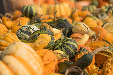 bí ngô, mùa thu, màu da cam, màu vàng, Gourd, Trang trí, rau quả