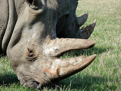 Rhino, Park, Knuth Borg, Safari-park, in der Nähe, Afrika, Safari