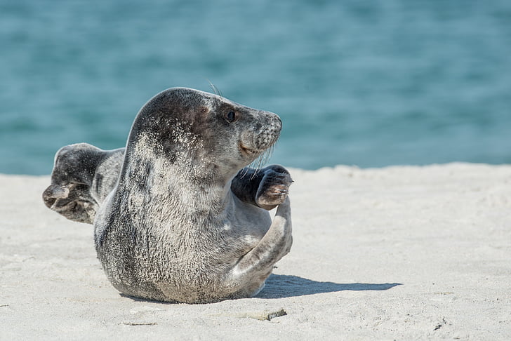 grey seal, halichoerus grypus, helgoland, dune, beach, sand, meeresbewohner
