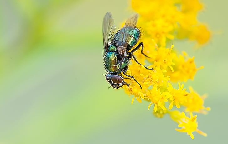 bug-ul, zbura, insectă, natura, vara, animale, Close-up