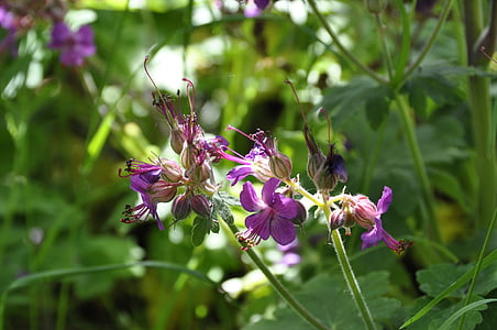 géranium, fleur, Purple